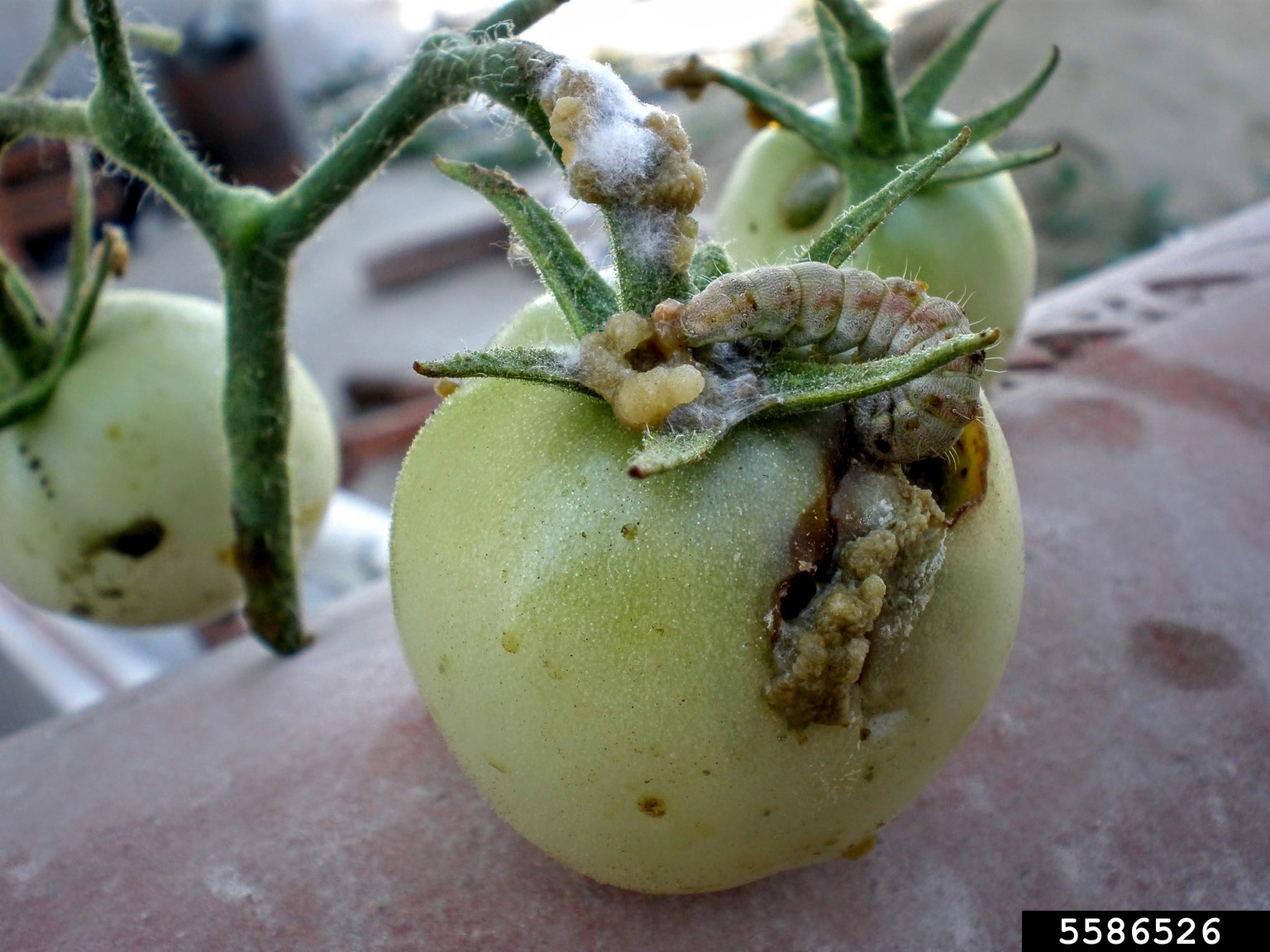 old world bollworm, cotton bollworm (Helicoverpa armigera)