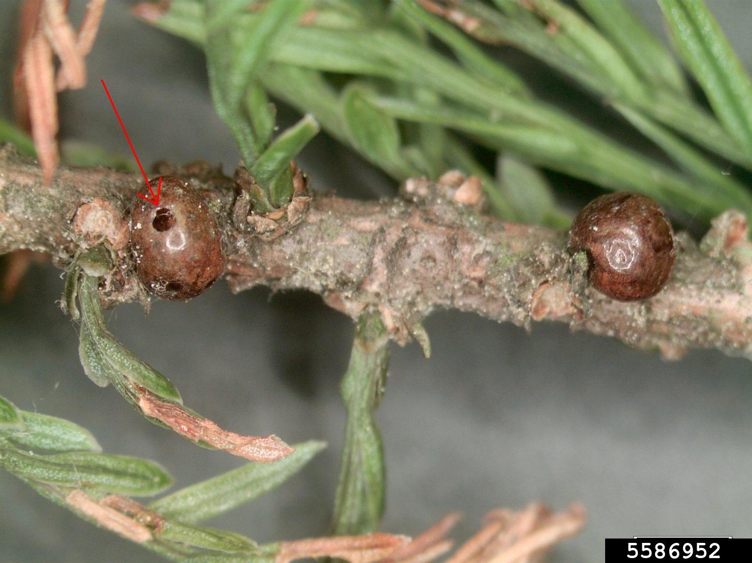 fletcher scale (Parthenolecanium fletcheri (Cockerell))