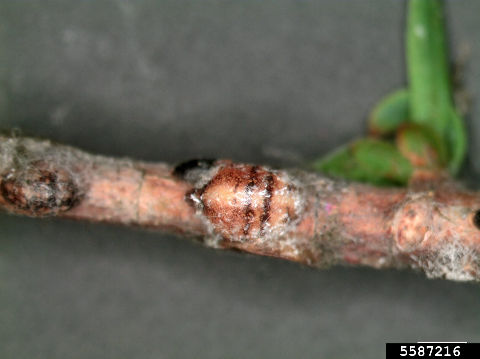 fletcher scale (Parthenolecanium fletcheri (Cockerell))