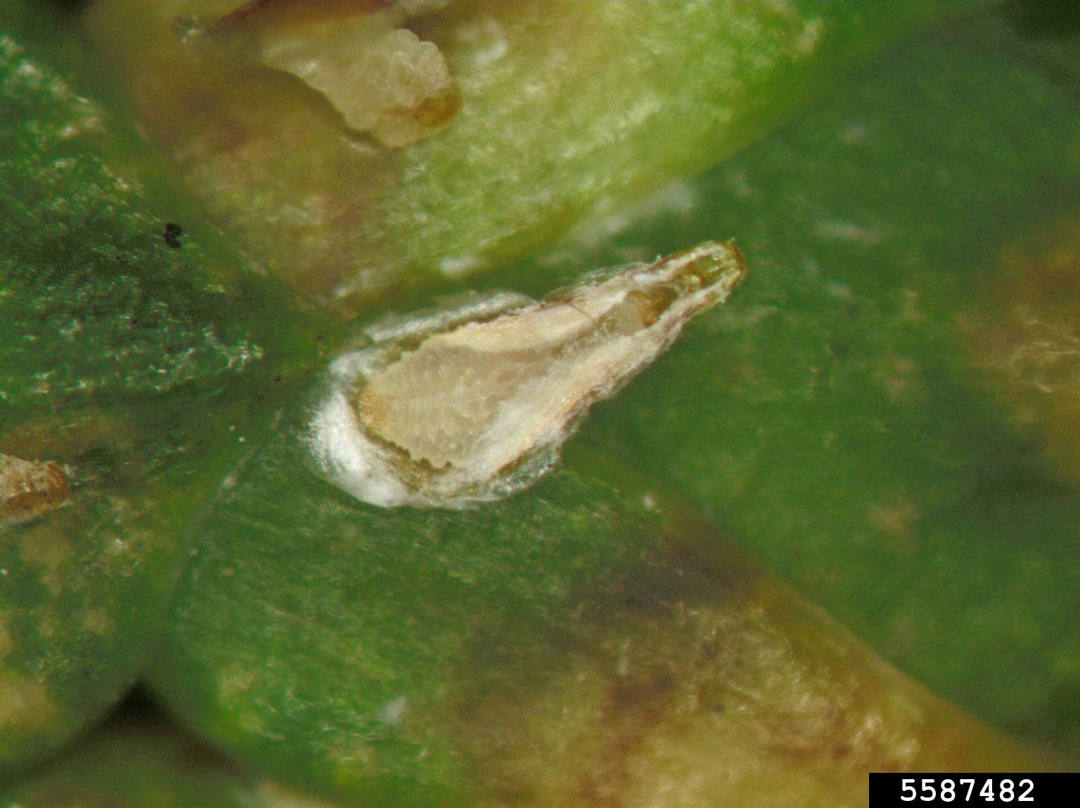 Maskell's scale (Lepidosaphes pallida (Maskell, 1894))