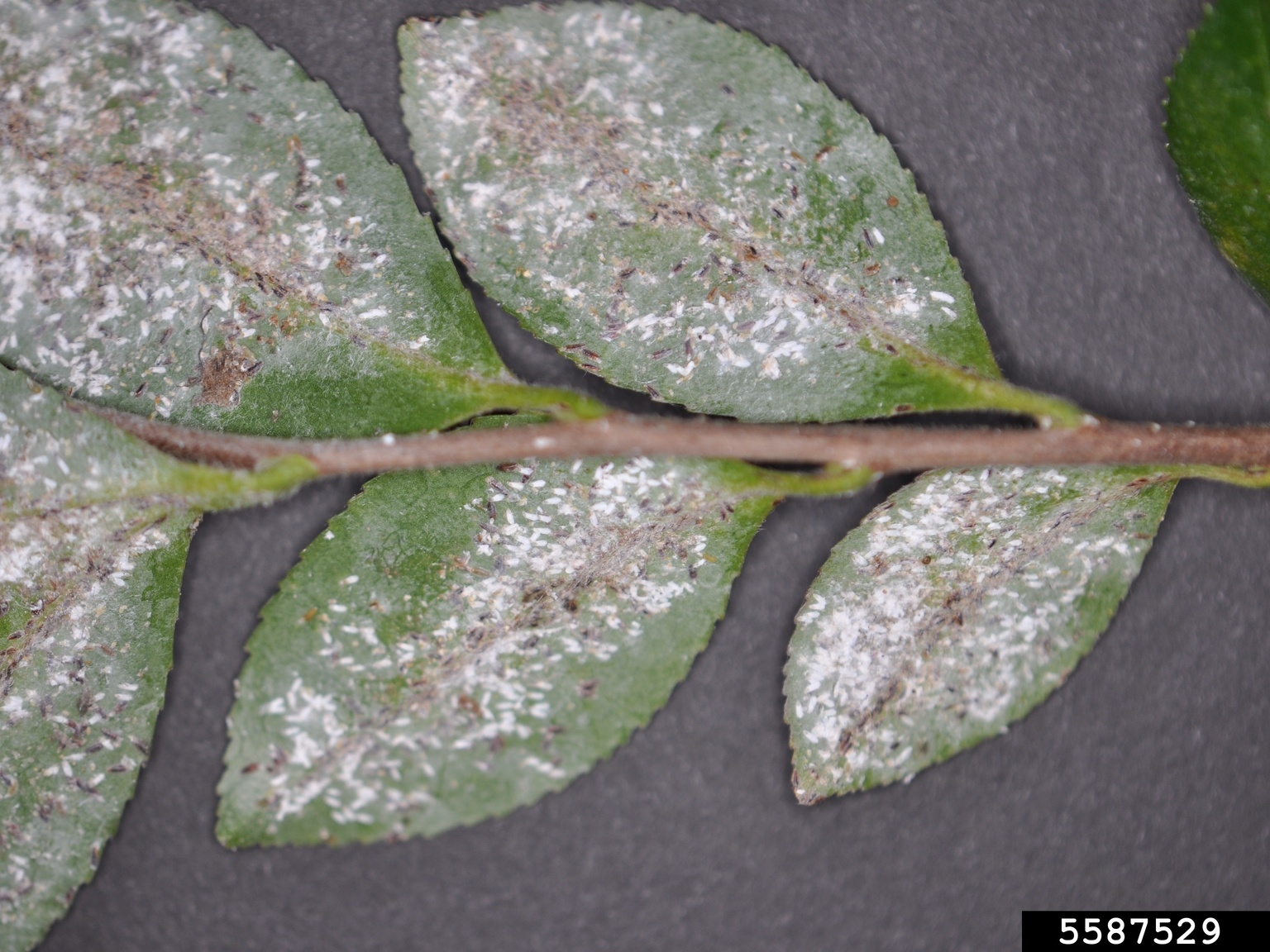 tea scale (Fiorinia theae)