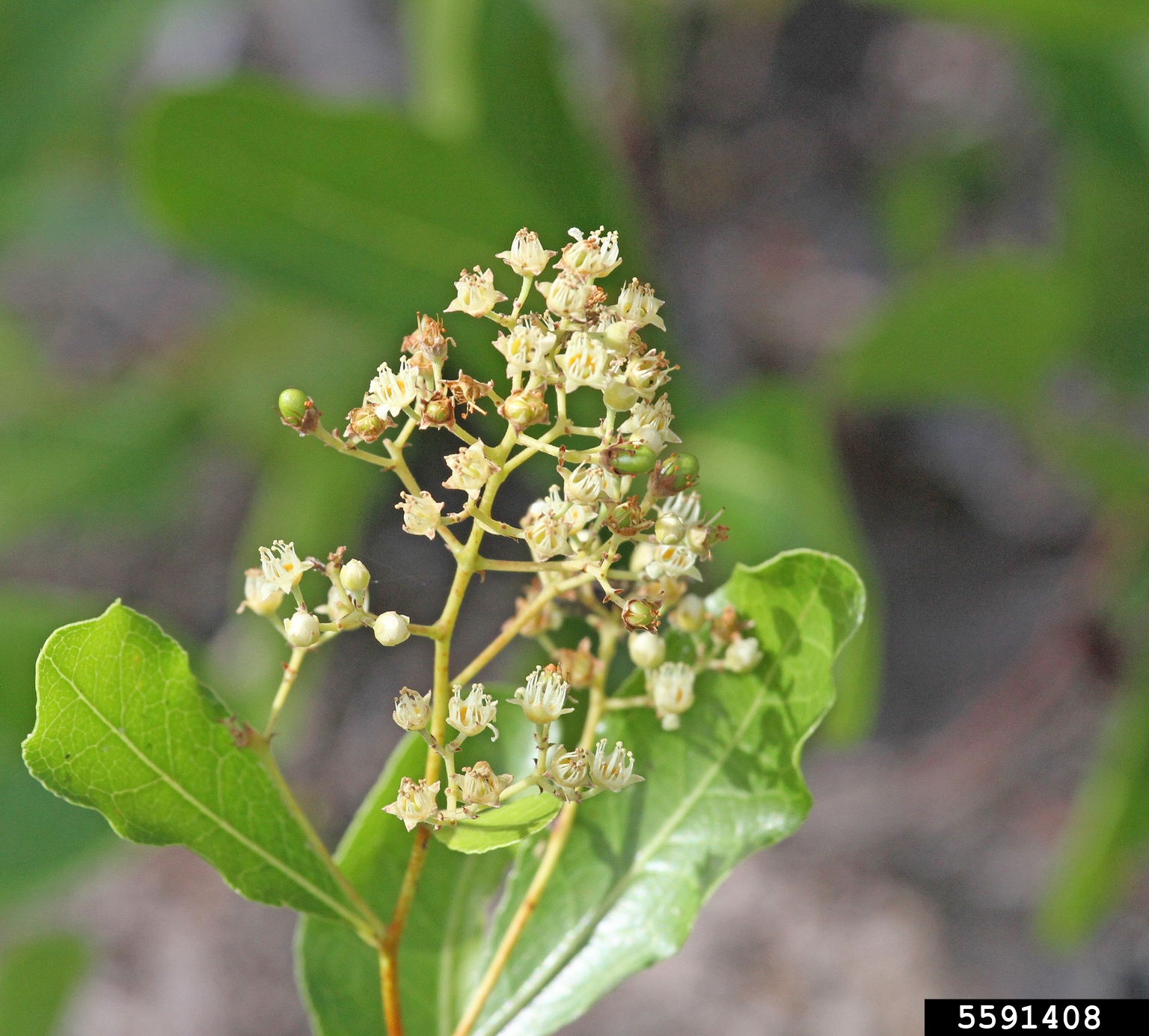 gopher apple (Licania michauxii)