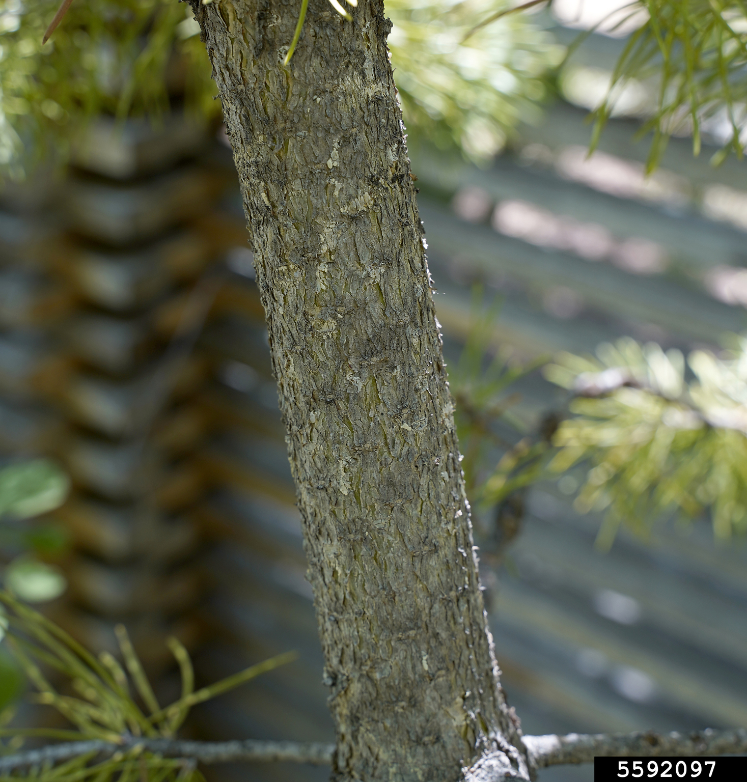 lodgepole pine (Pinus contorta)