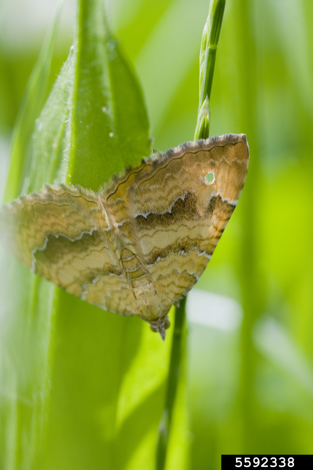 Yellow Shell Name yellow shell (Camptogramma bilineatum (Linnaeus, 1758))