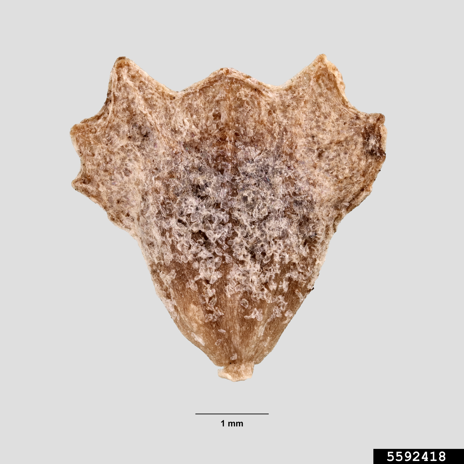 silverscale saltbush (Atriplex argentea)