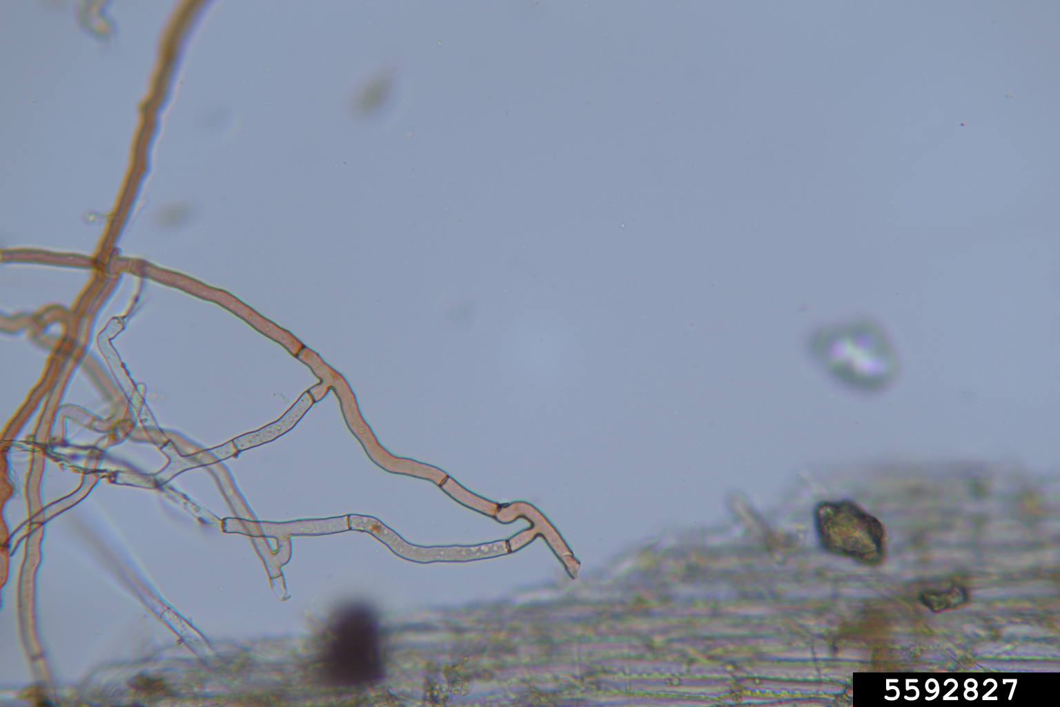 Rhizoctonia dampingoff, blight and rot (Rhizoctonia solani J.G. Kühn)