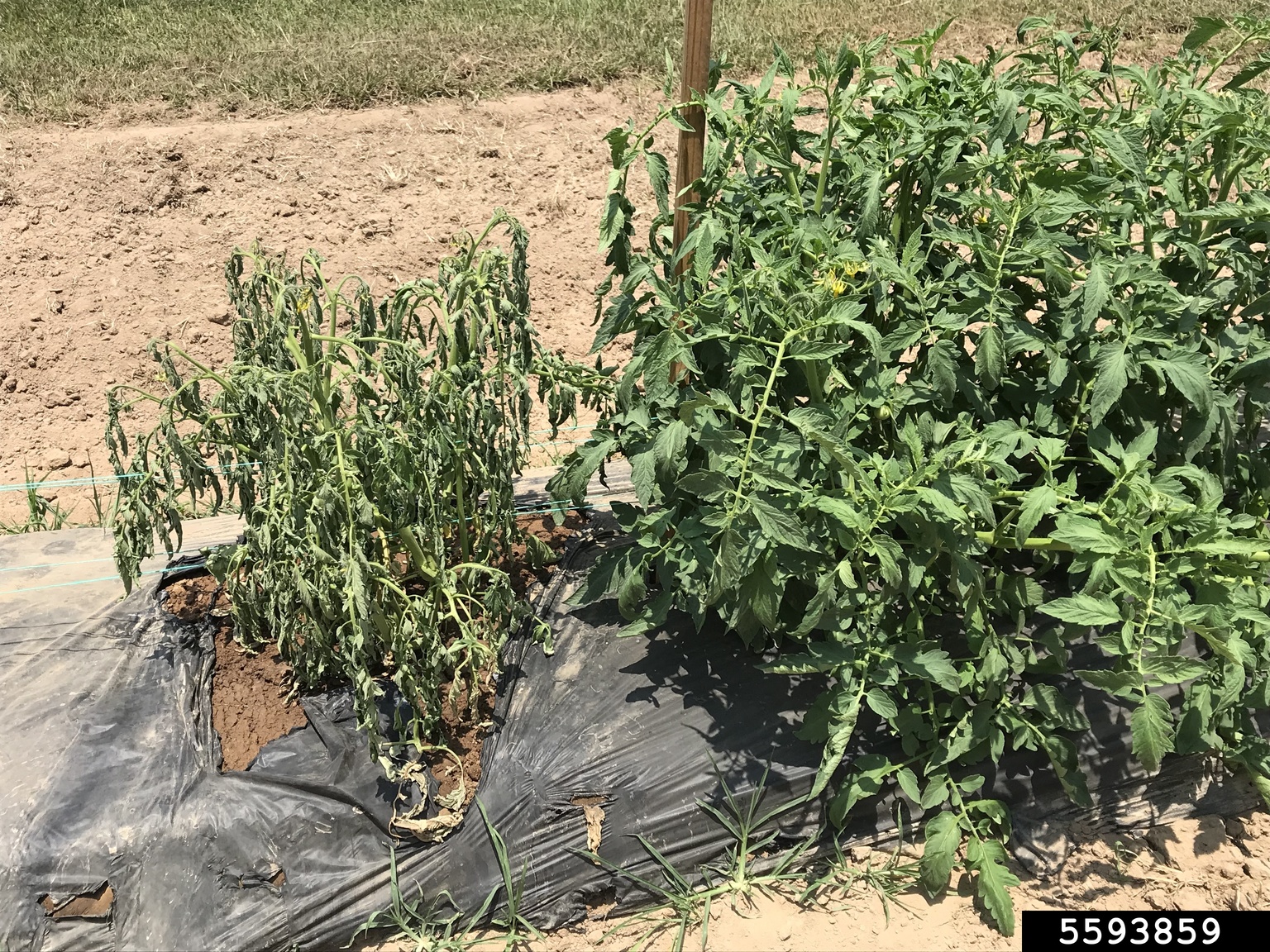 Southern bacterial wilt (Ralstonia solanacearum (except Race 3 Biovar 2 ...