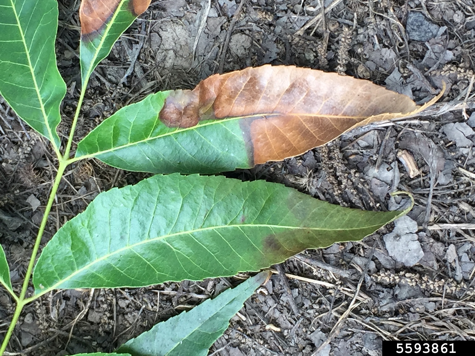 bacterial leaf scorch (Xylella fastidiosa)
