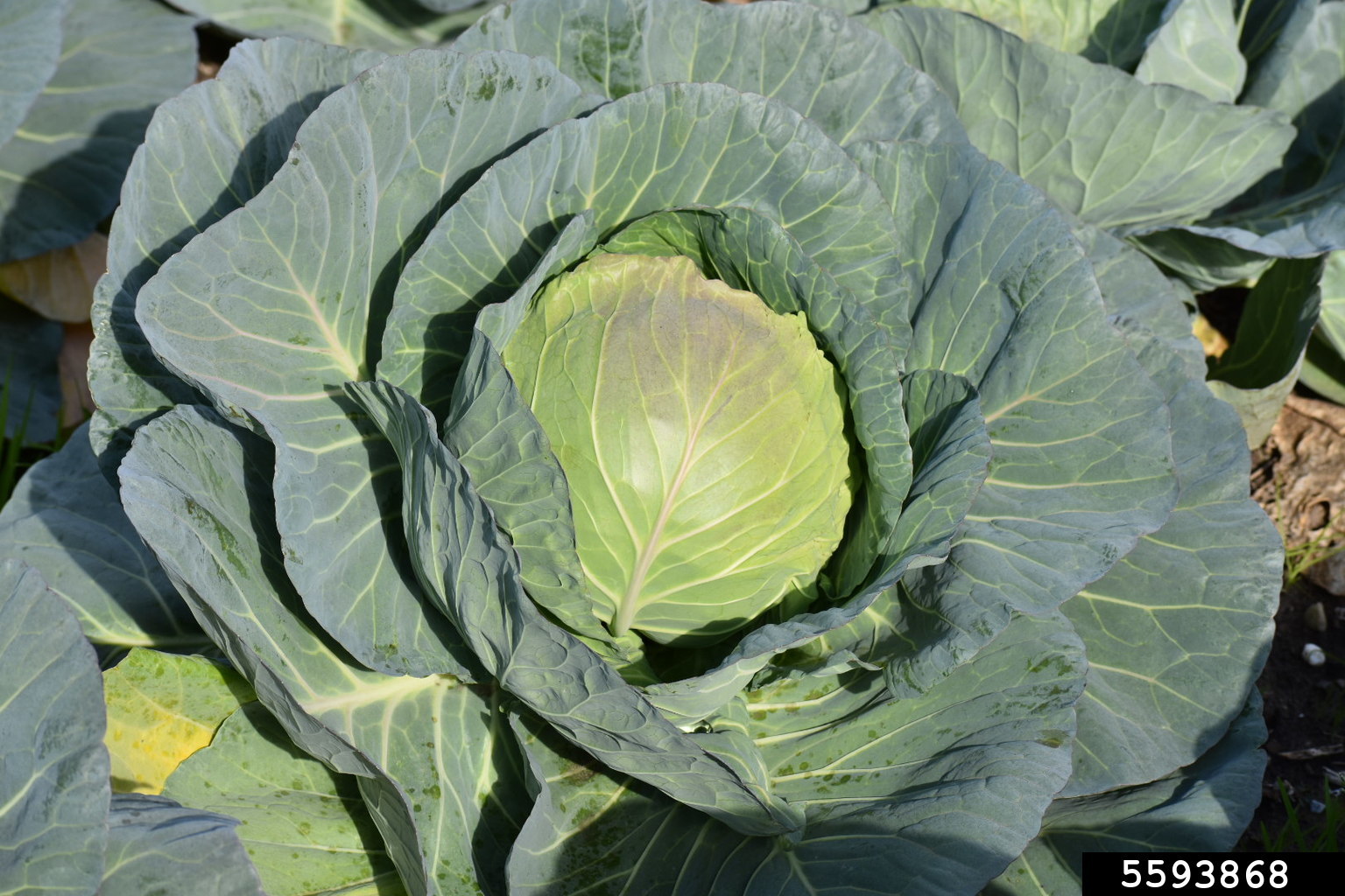 cabbage collards and kale (Brassica oleracea)