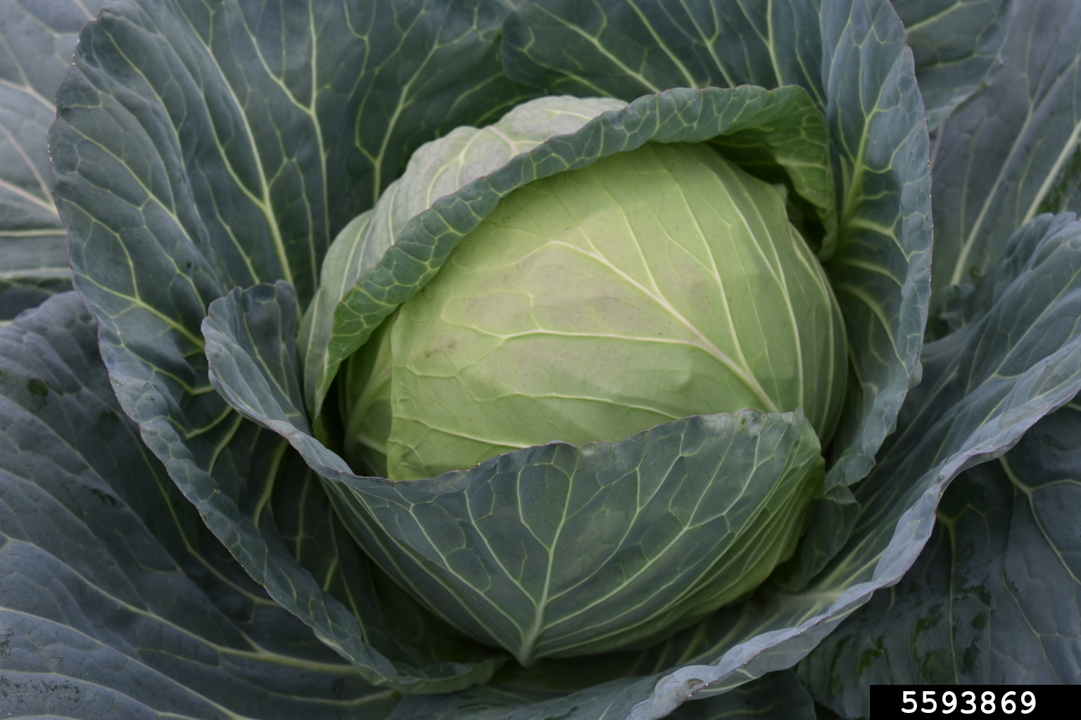 cabbage collards and kale (Brassica oleracea)
