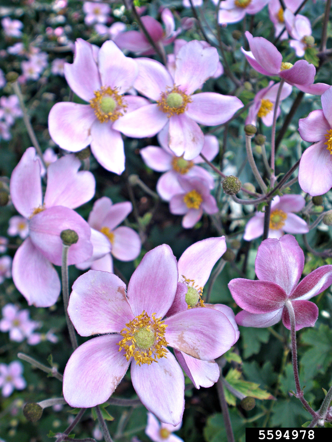 Japanese thimbleweed (Anemone hupehensis)
