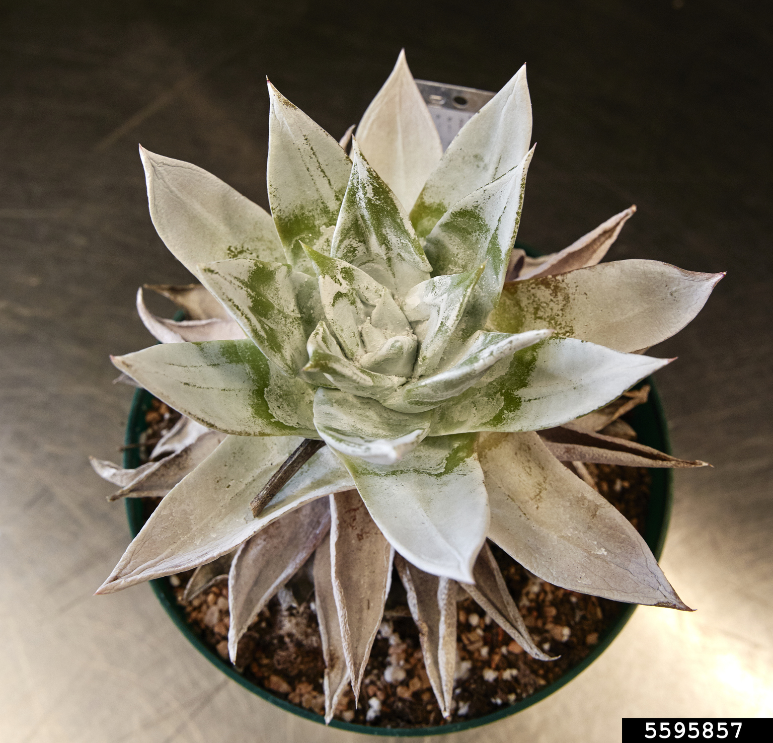 giant chalk dudleya (Dudleya brittonii)