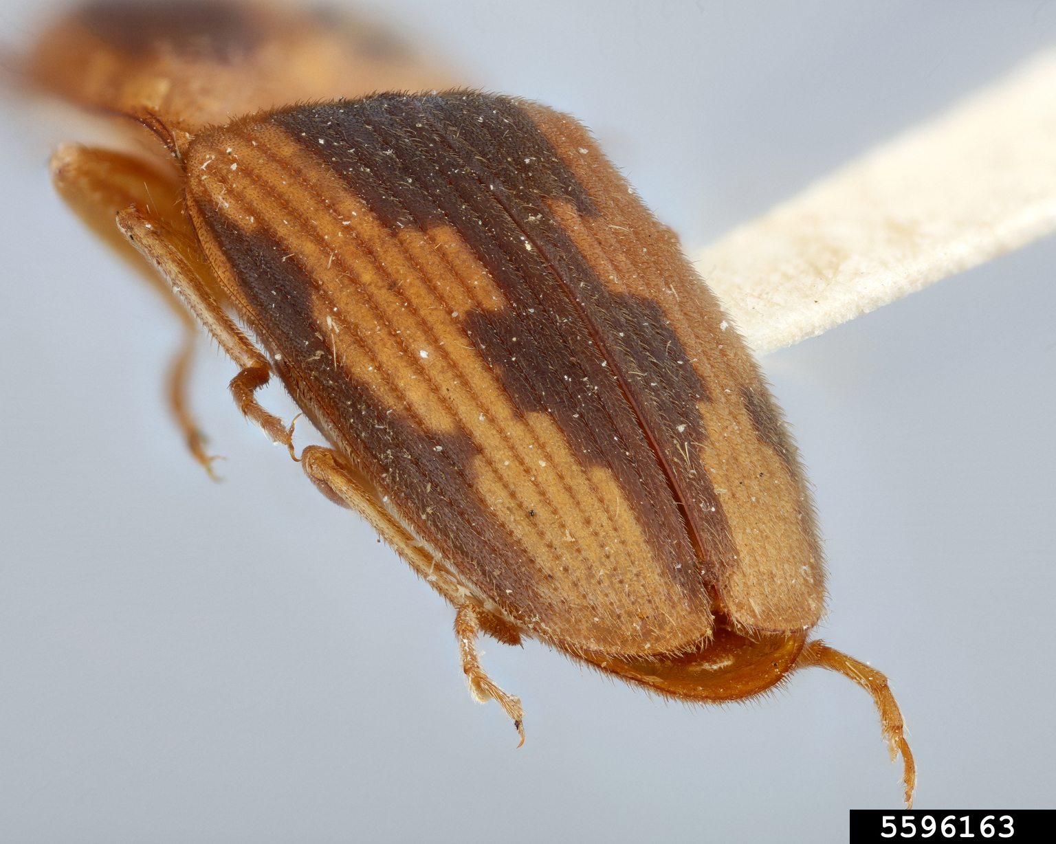 tobacco wireworm (Conoderus vespertinus)
