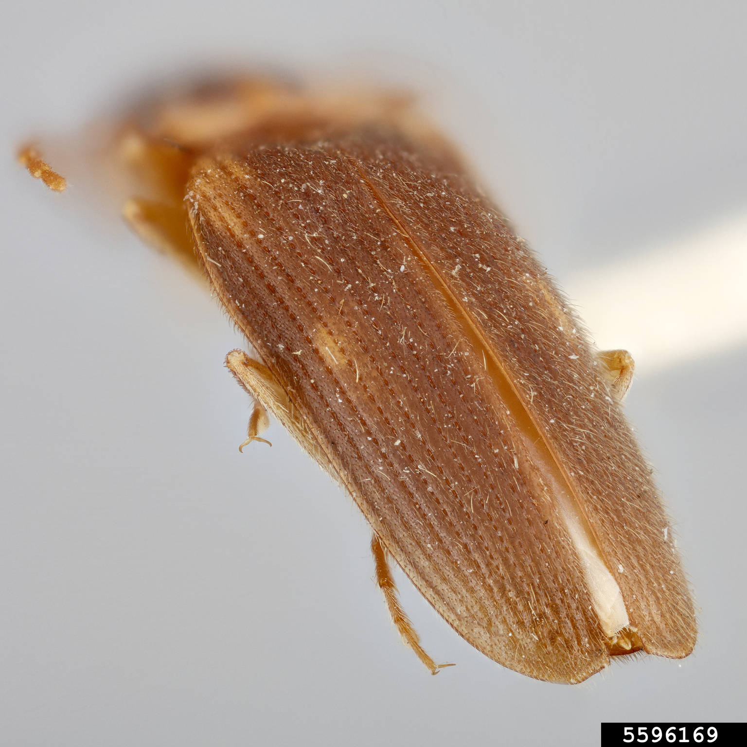 tobacco wireworm (Conoderus vespertinus (Fabricius, 1801))