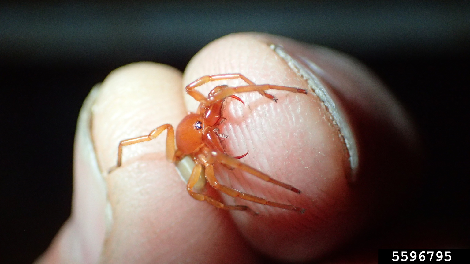 woodlice spider (Dysdera crocata)