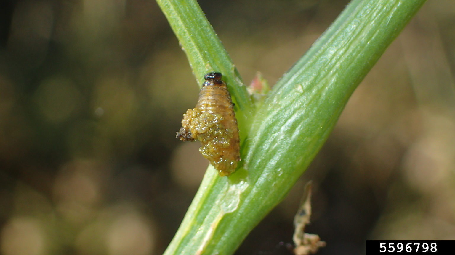 tomatillo leaf beetle (Lema trivittata)