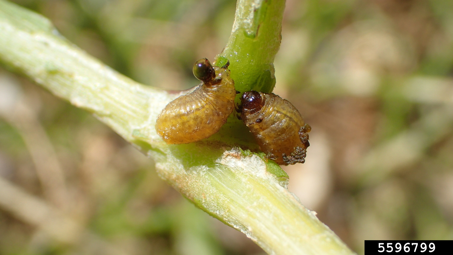 tomatillo leaf beetle (Lema trivittata)