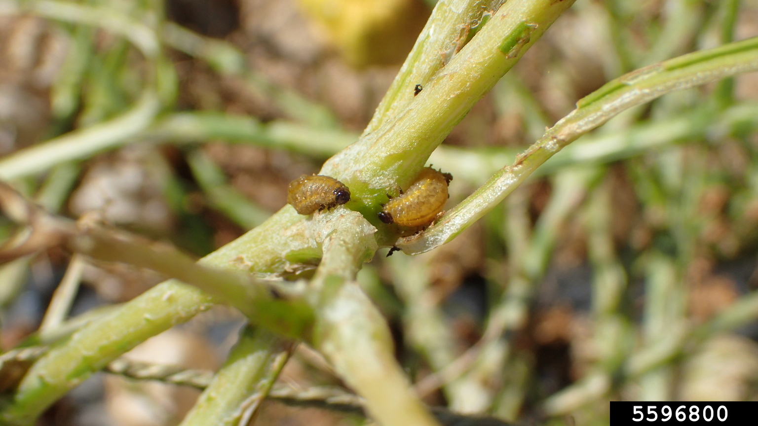 tomatillo leaf beetle (Lema trivittata)