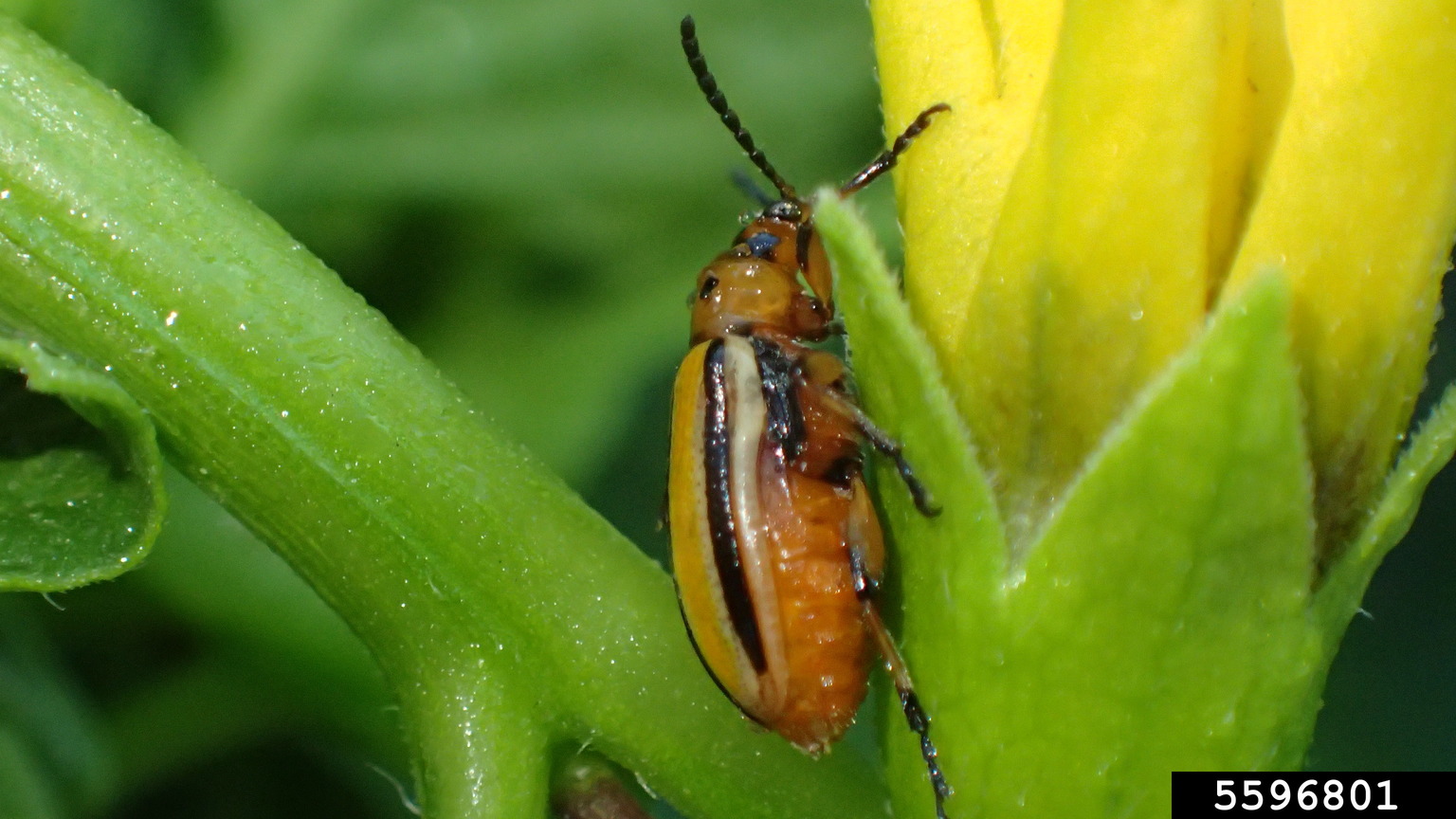 tomatillo leaf beetle (Lema trivittata)