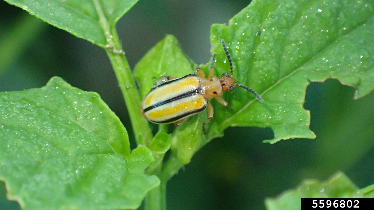 tomatillo leaf beetle (Lema trivittata)