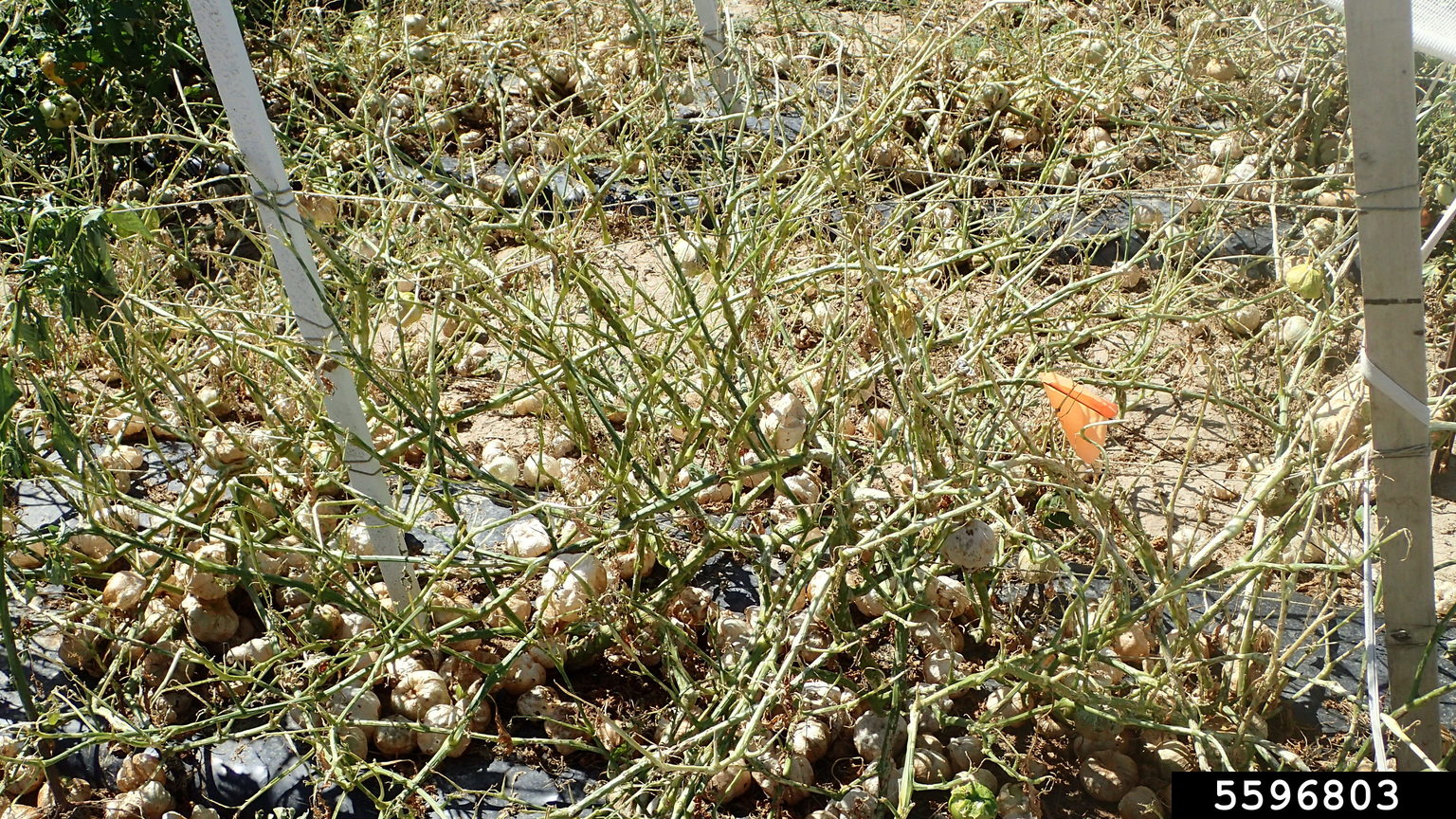 tomatillo leaf beetle (Lema trivittata)