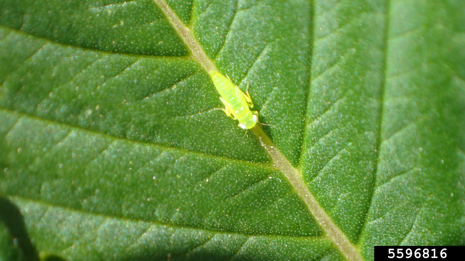 potato leafhopper (Empoasca fabae)