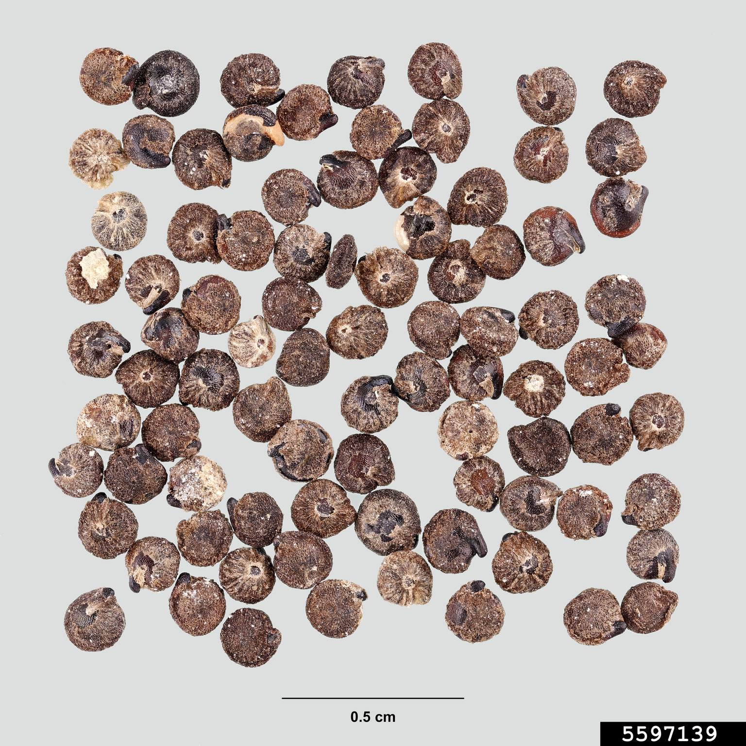 netseed lambsquarters (Chenopodium berlandieri)