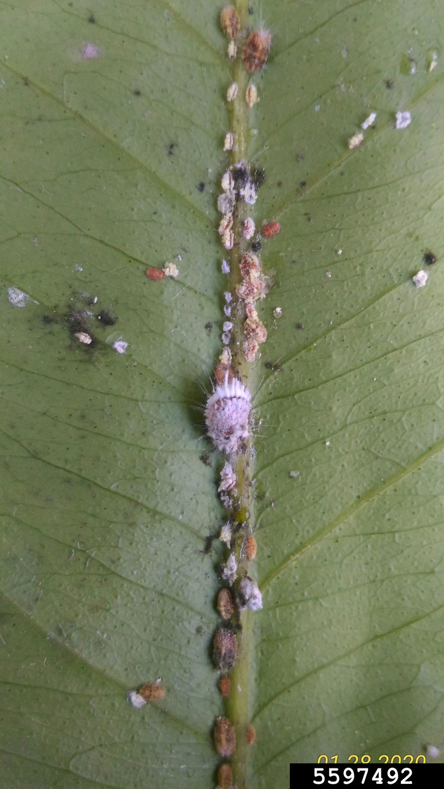 cottony cushion scale (Icerya purchasi)