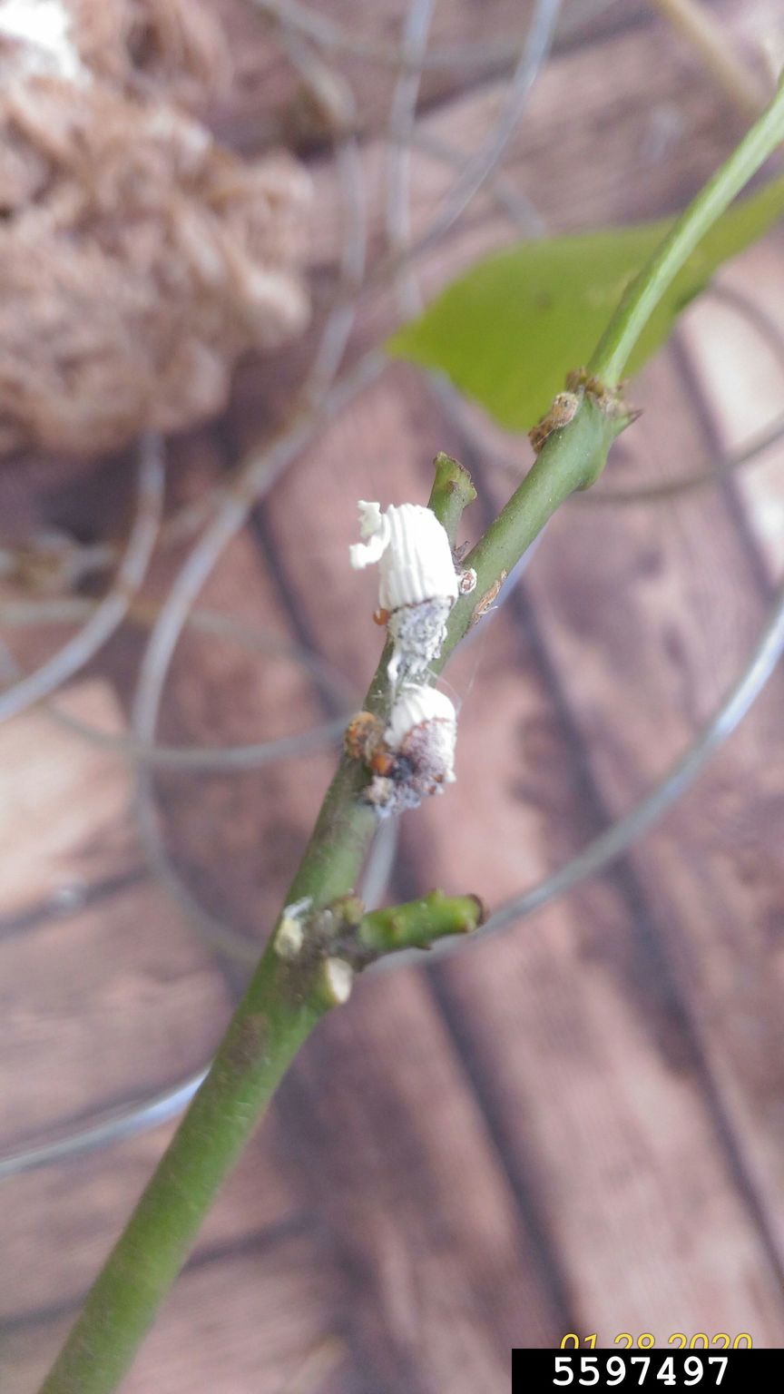 cottony cushion scale (Icerya purchasi)