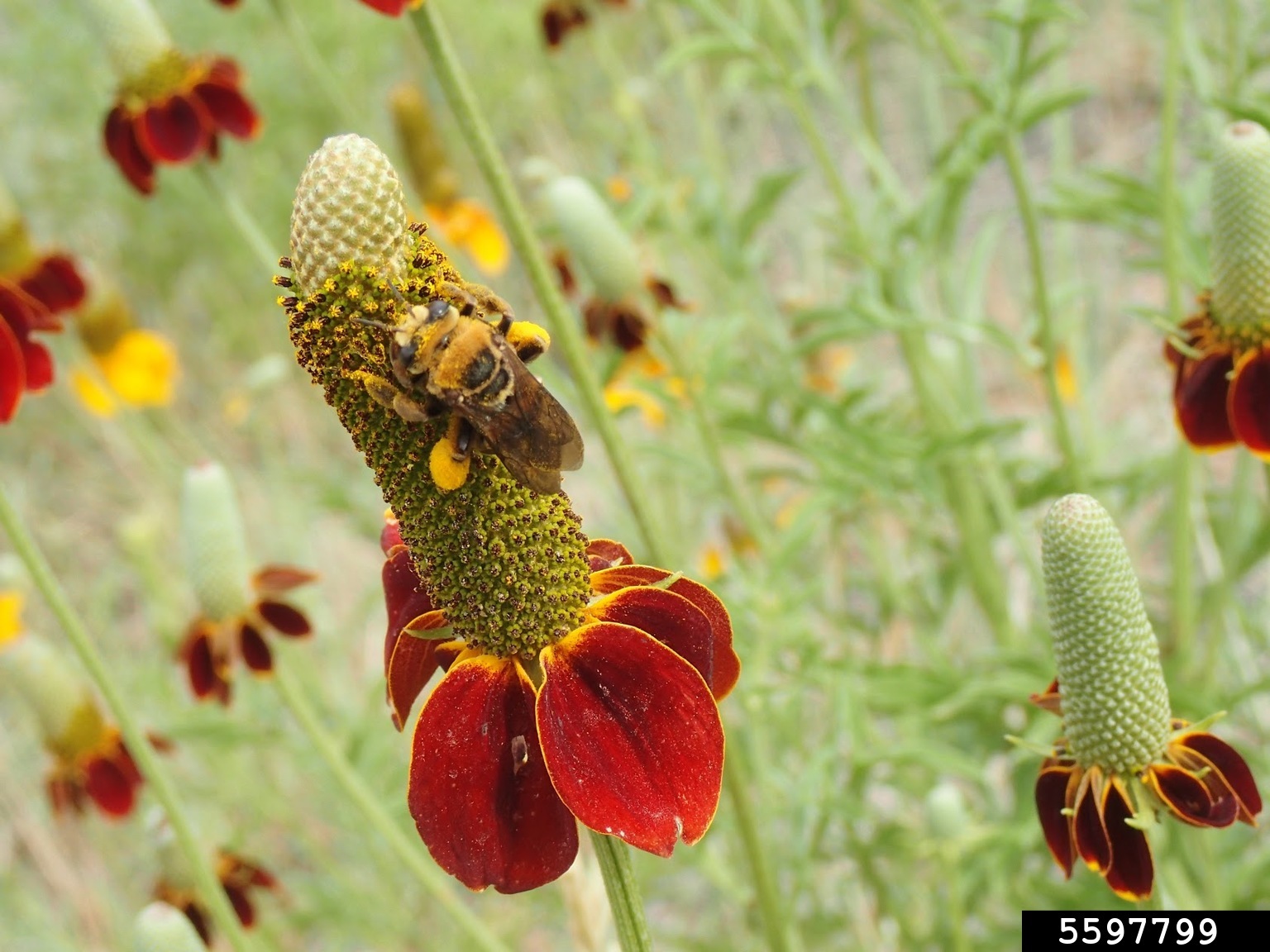 sunflower bee (Svastra obliqua)