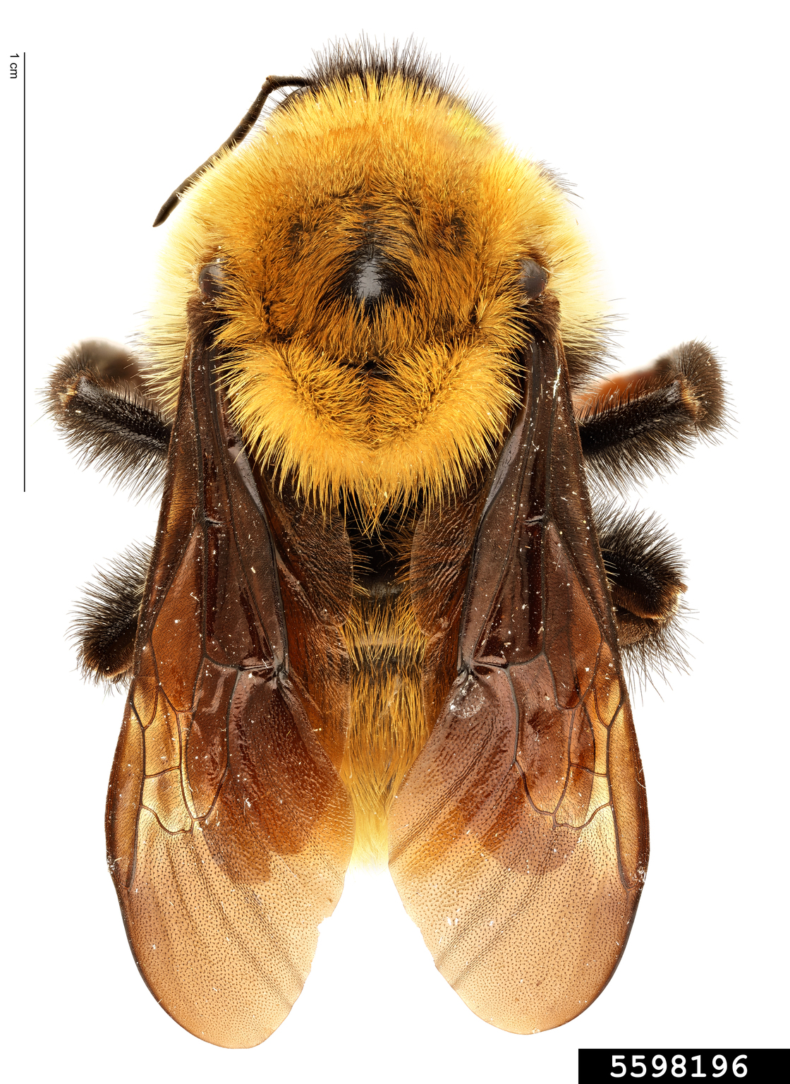 golden northern bumble bee (Bombus fervidus)