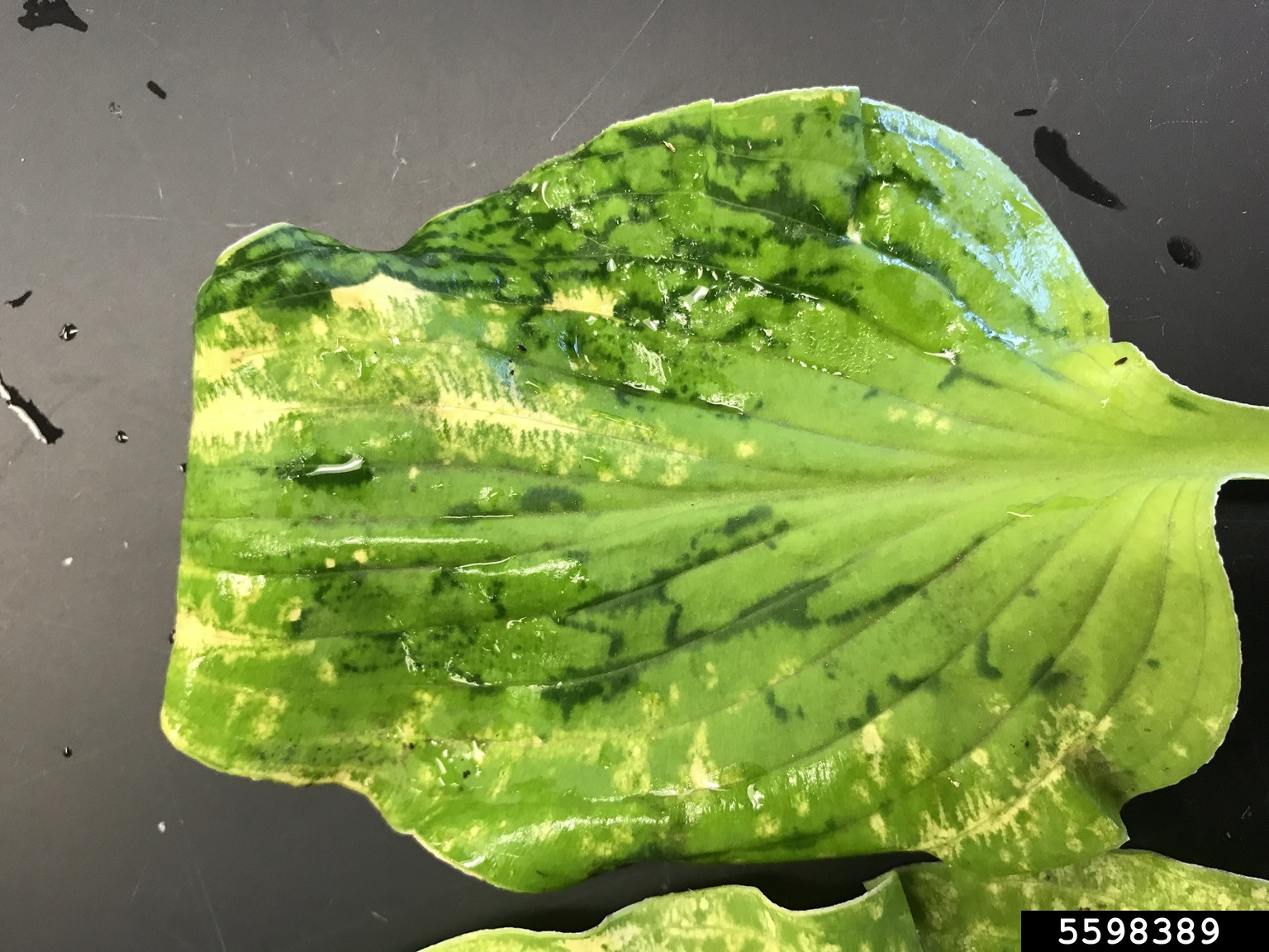 Hosta Virus X (Potexvirus Hosta Virus X (HVX))