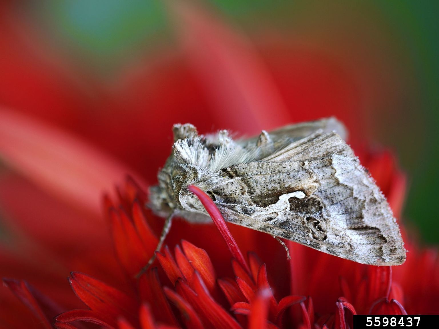 alfalfa looper (Autographa californica)