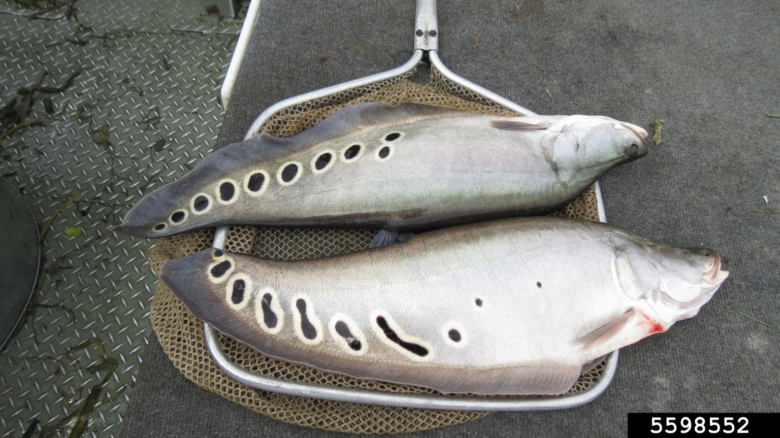 clown knifefish, Chitala ornata (Osteoglossiformes Notopteridae) 5598552