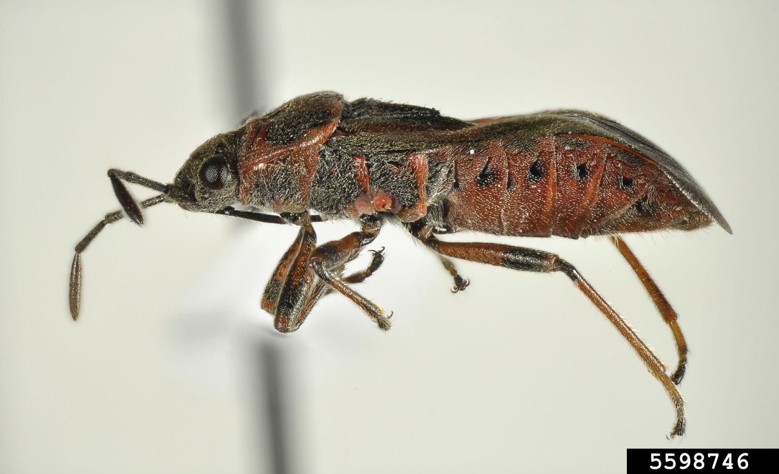 elm seed bug (Arocatus melanocephalus)