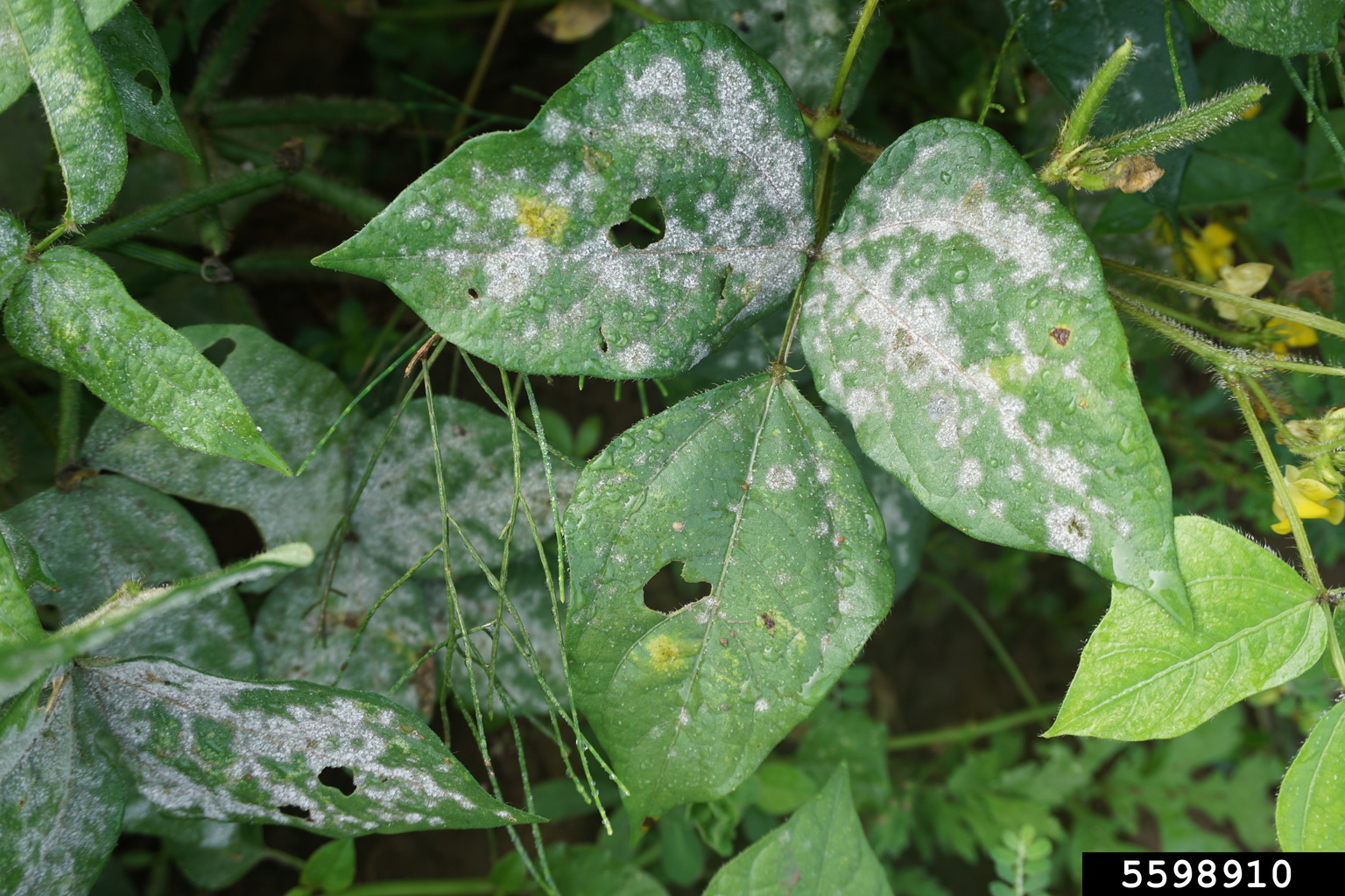 powdery mildew (Erysiphe betae)
