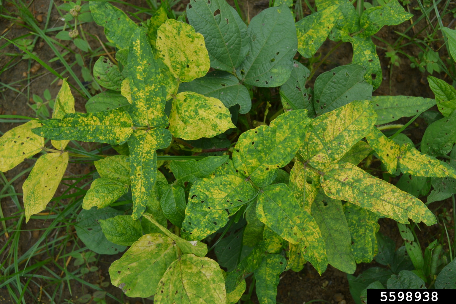 mungbean yellow mosaic virus (MYMV) (Bigeminivirus Mungbean yellow