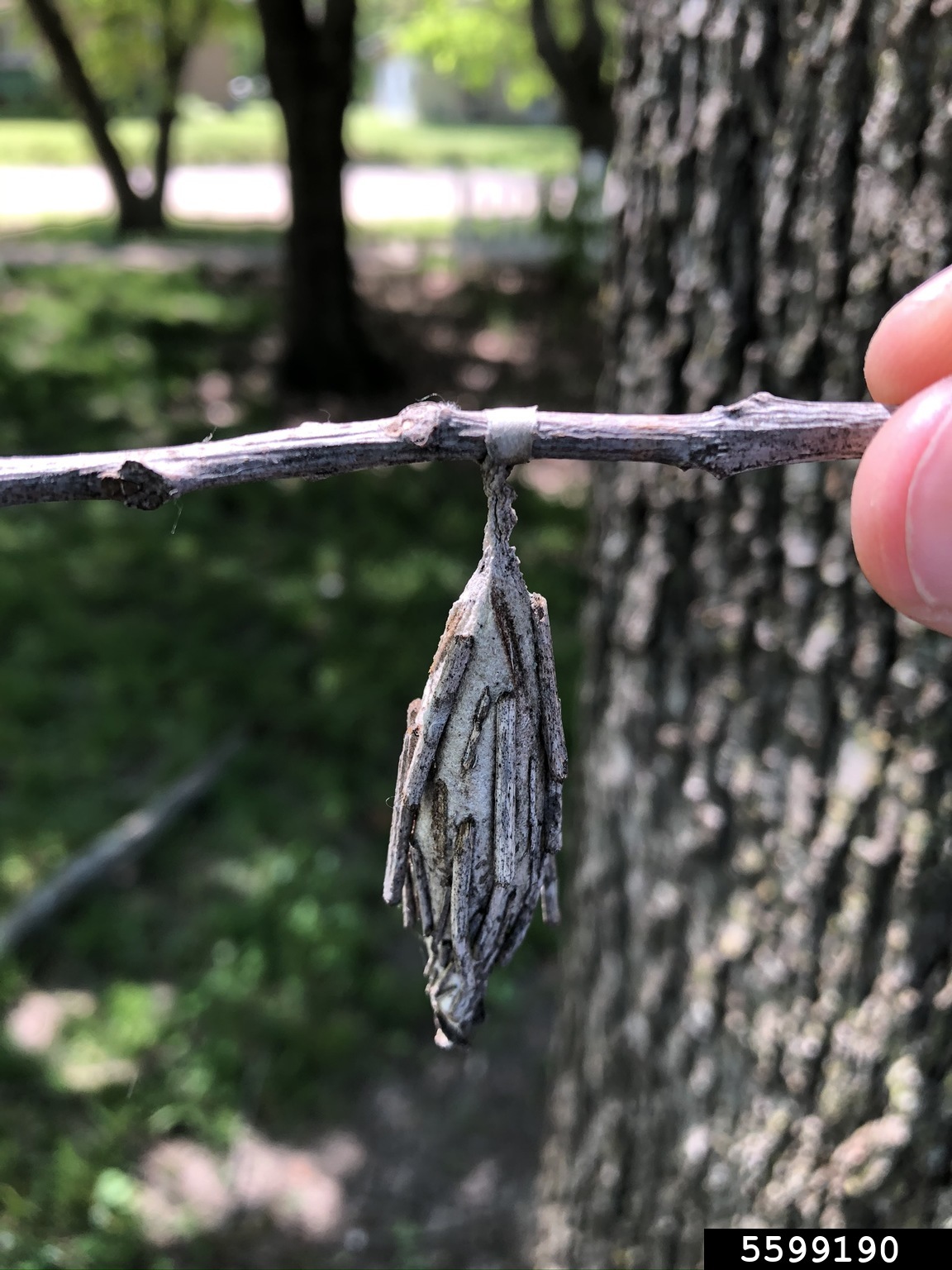 bagworms on pecan (Carya illinoinensis ) 5599190