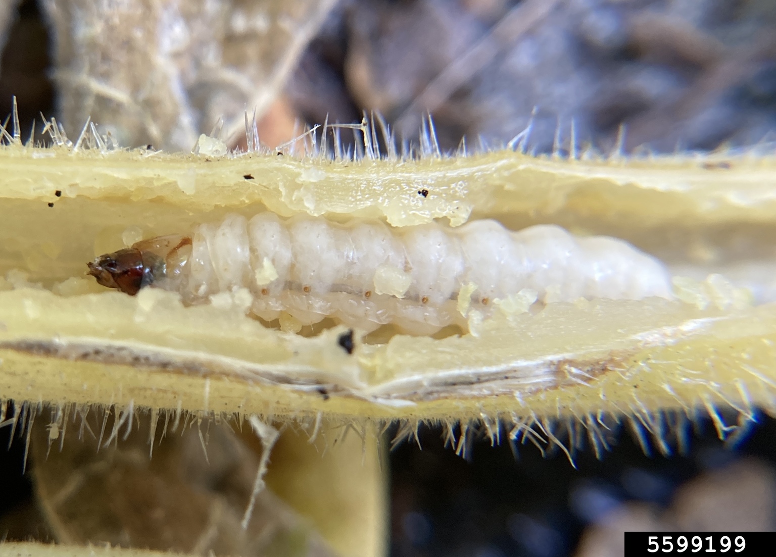 squash vine borer (Melittia cucurbitae)