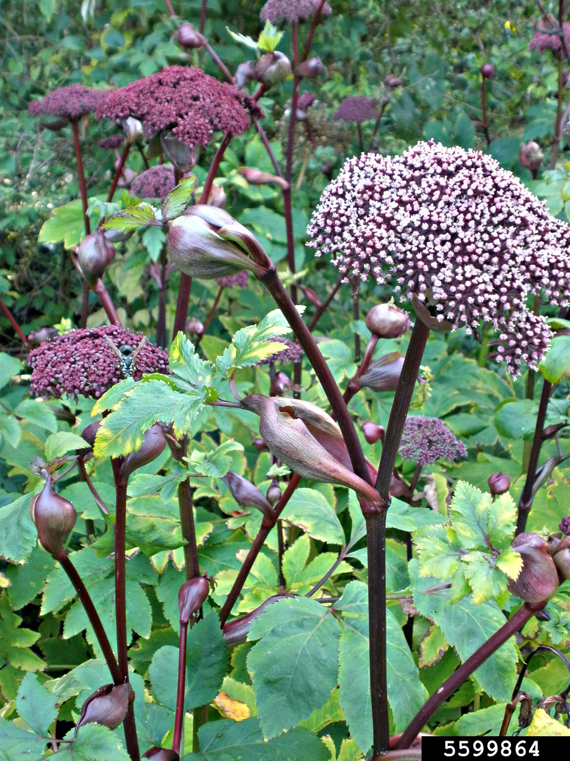 giant Angelica (Angelica gigas)