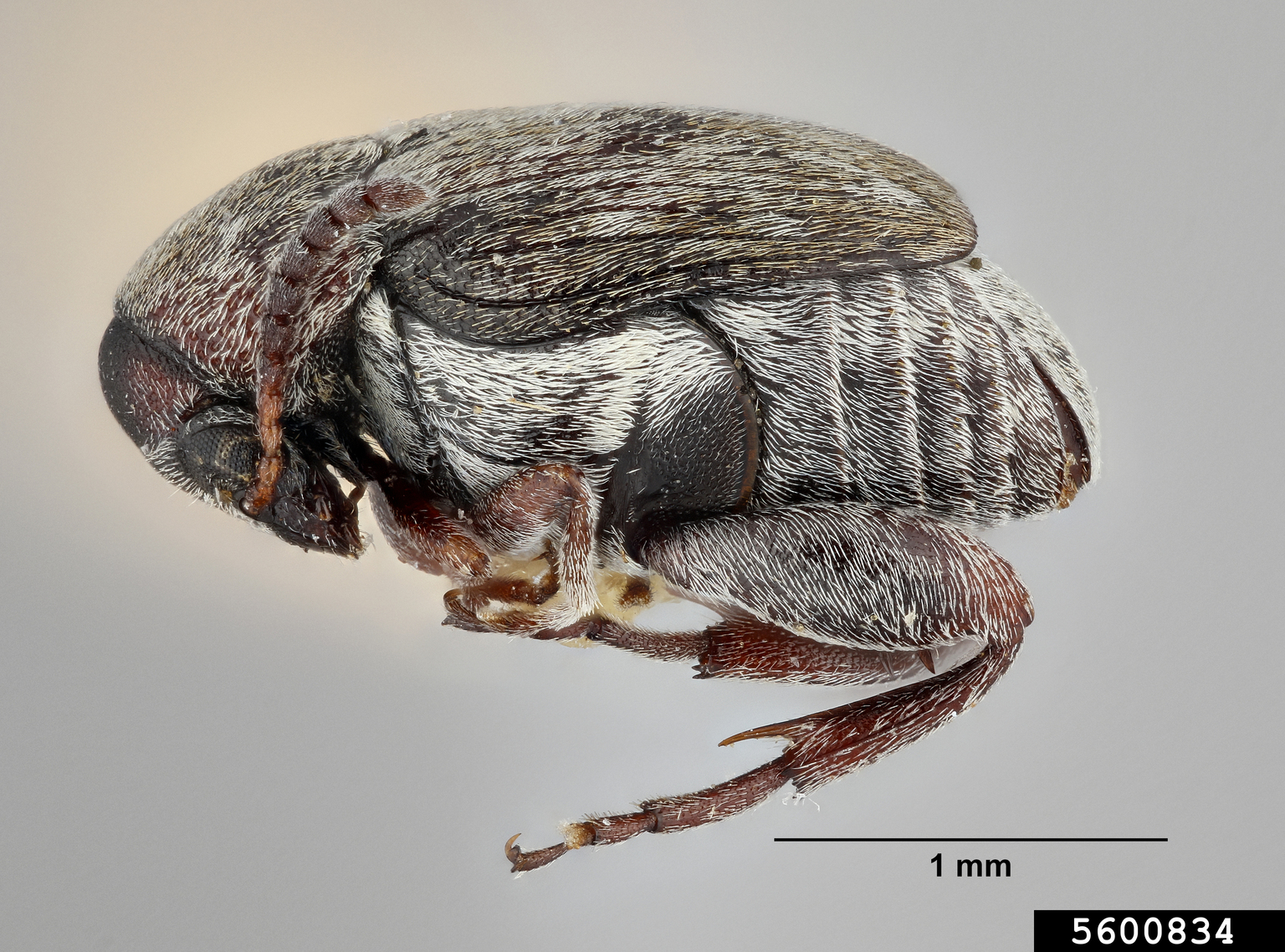 Bean weevil (Acanthoscelides rufovittatus)