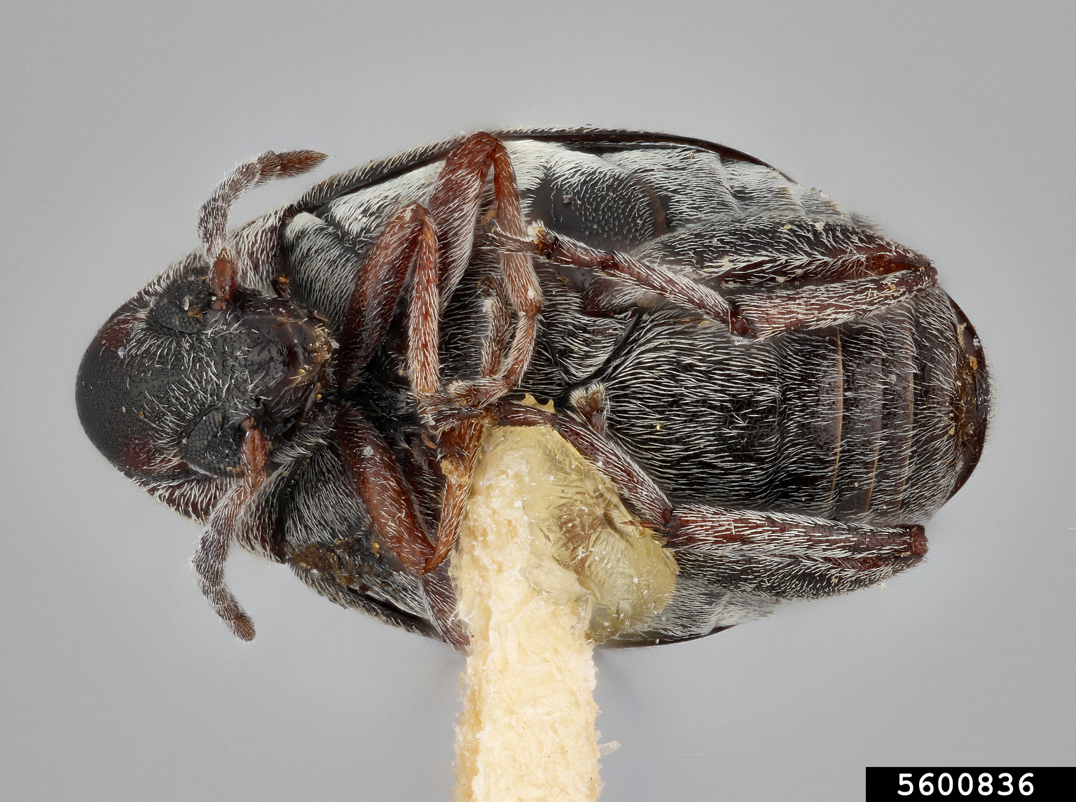 Bean weevil (Acanthoscelides rufovittatus)