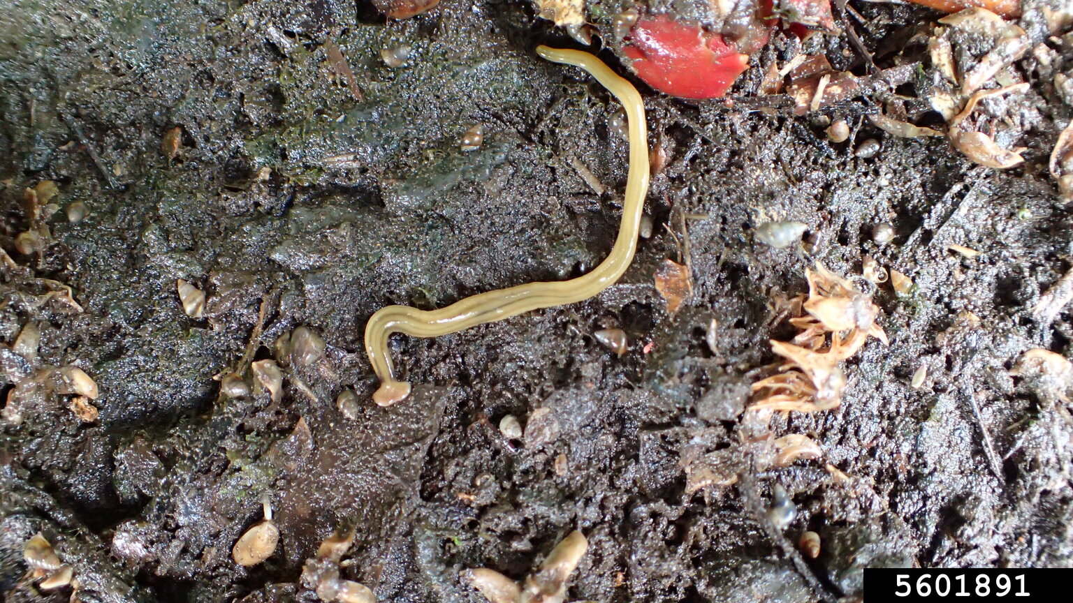 hammerhead worms, Bipalium spp. (Tricladida Geoplanidae) 5601891