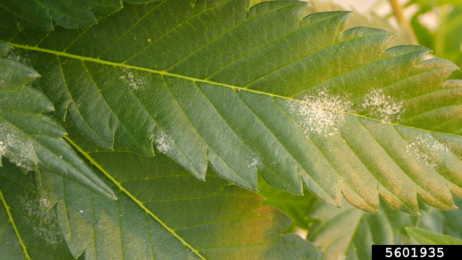 powdery mildew (Genus Golovinomyces)