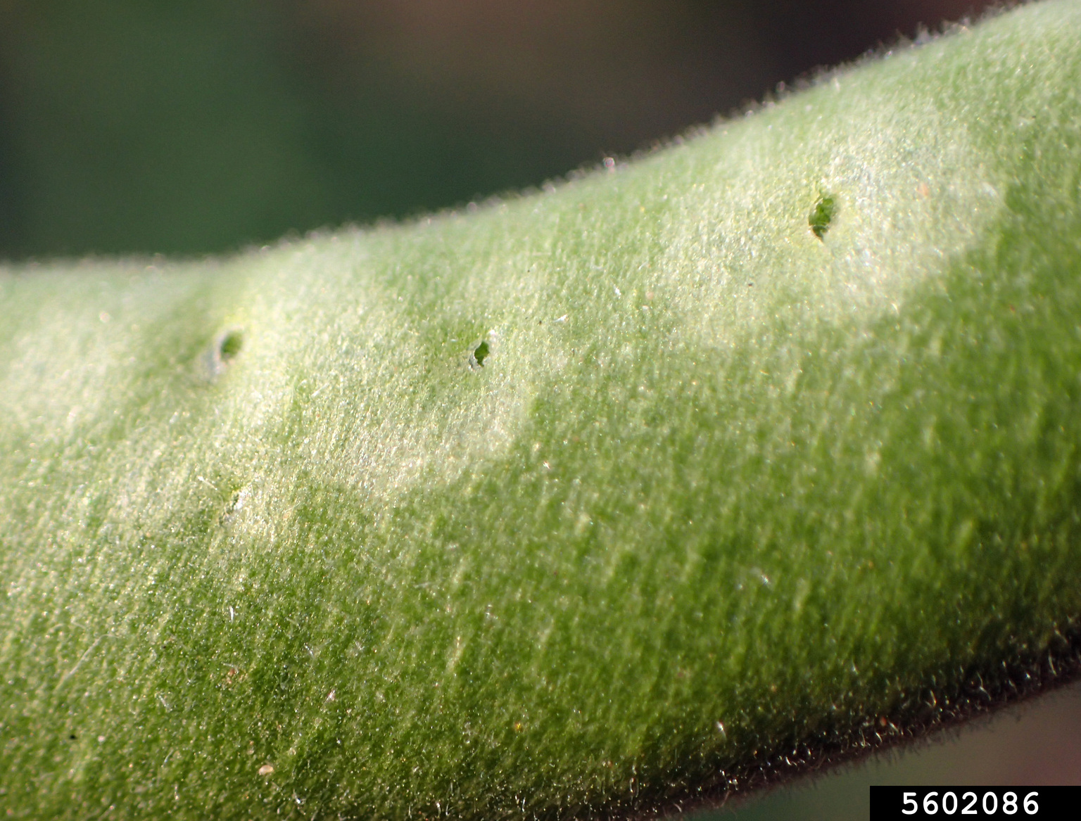 western flower thrips (Frankliniella occidentalis ) on common bean