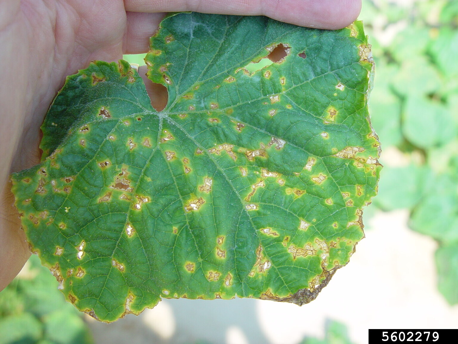 angular leaf spot of cucumber (Pseudomonas syringae pv. lachrymans)