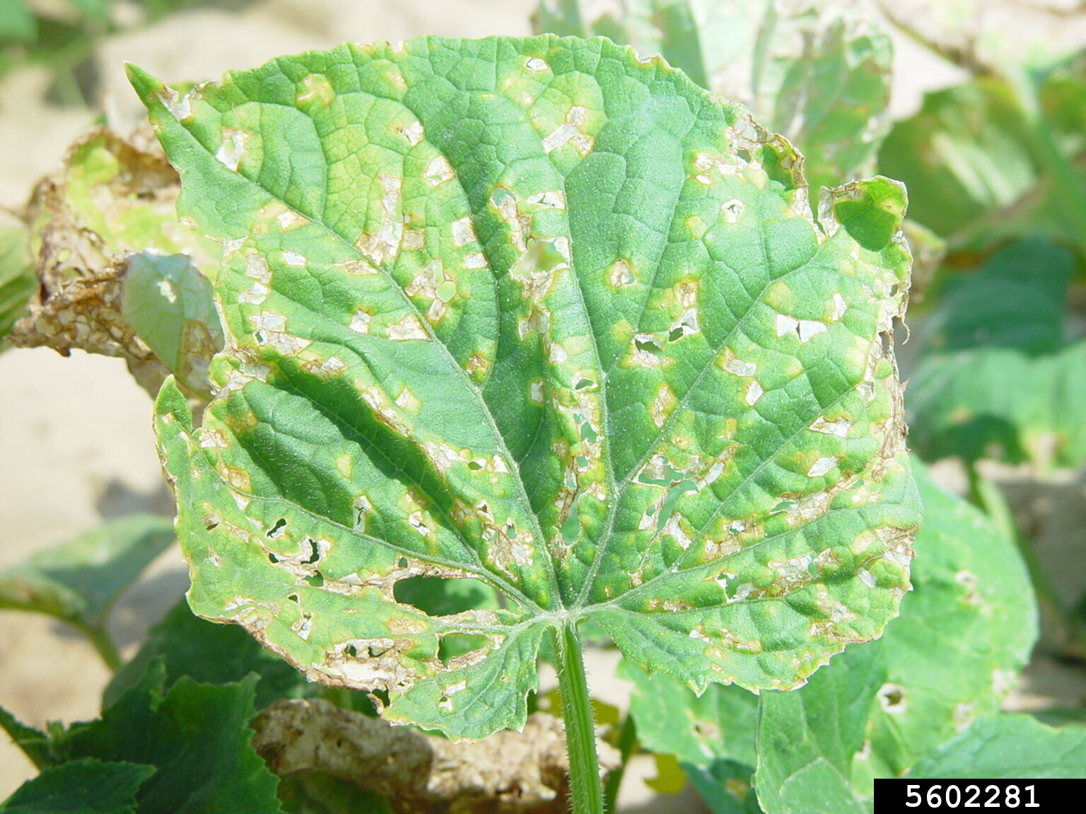angular leaf spot of cucumber (Pseudomonas syringae pv. lachrymans) on ...