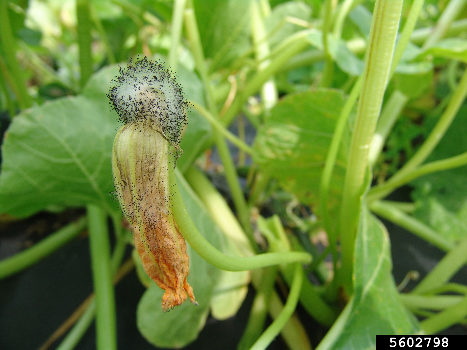 Choanephora fruit rot (Choanephora cucurbitarum)