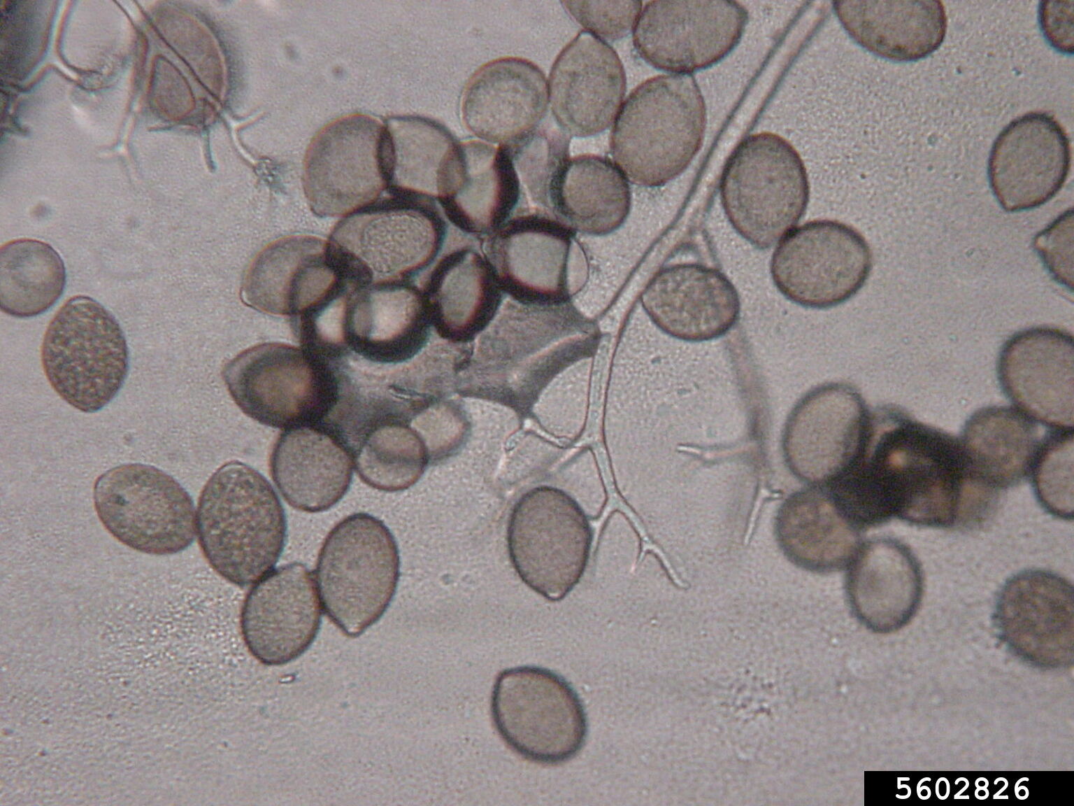 cucurbit downy mildew (Pseudoperonospora cubensis (Berk. & M.A. Curtis ...