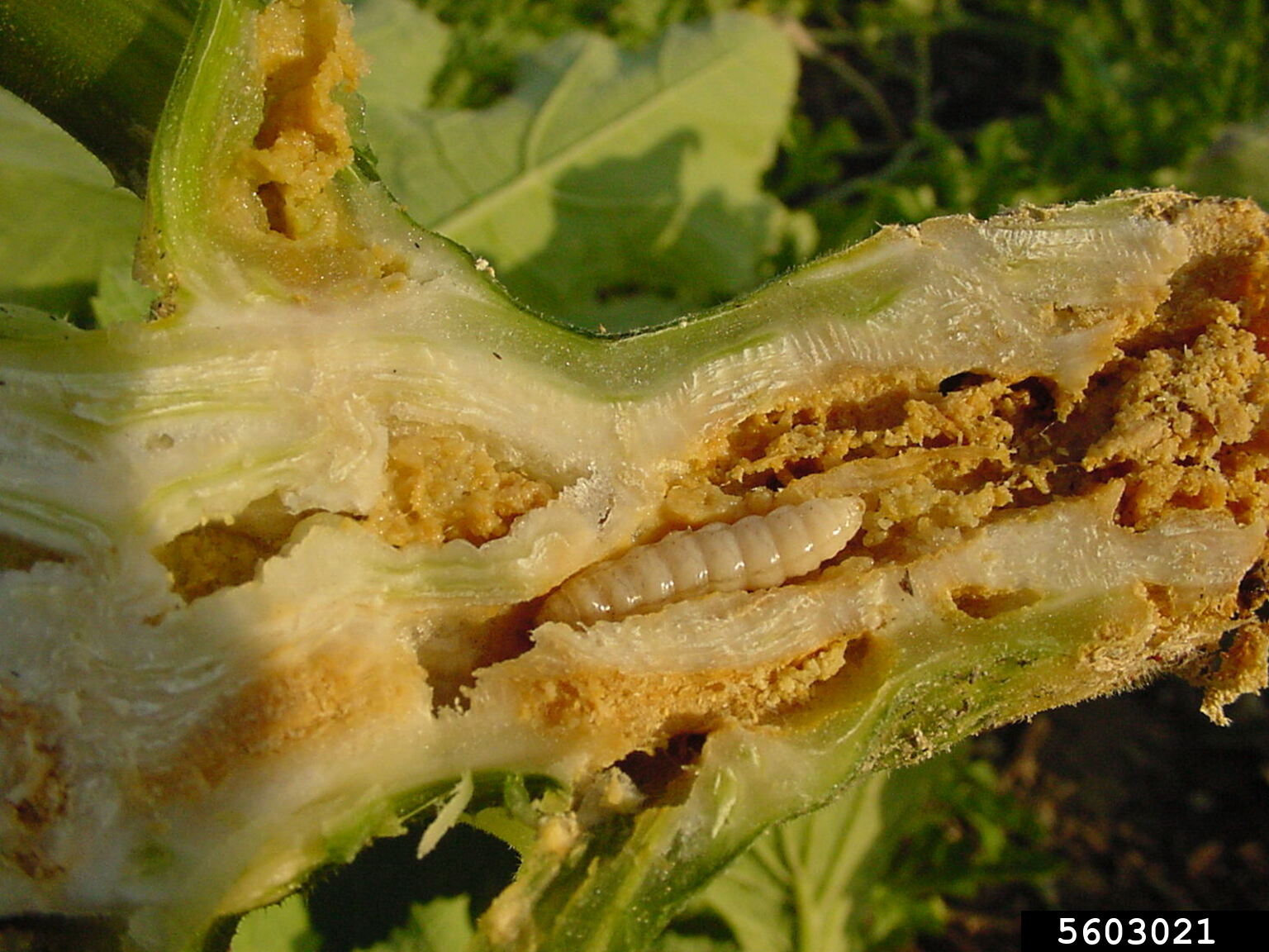 southwestern squash vine borer (Melittia calabaza)